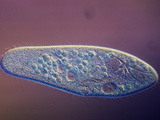 Living Paramecium Caudatum Ciliate Protozoa with Contractile Vacuoles  LM X110