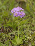 Bird's-Eye Primrose (Primula Farinosa)  Dolomites  Italy