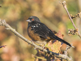 Spotted Towhee (Pipilo Maculatus)  Victoria  British Columbia  Canada
