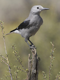 Clark's Nutcracker (Nucifraga Columbiana) Perched on a Branch in Oregon  USA