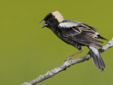 Bobolink (Dolichonyx Oryzivorus) Singing on a Branch  Ontario  Canada