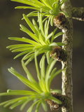 European Larch (Larix Decidua) Young Fresh Needles in Spring  Scotland
