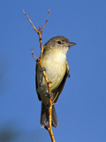 Bell's Vireo (Vireo Bellii)  Big Bend National Park  Texas  USA