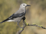 Clark's Nutcracker (Nucifraga Columbiana) Perched on a Branch in Oregon  USA