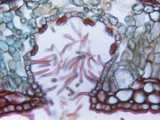 Cross-Section of an Oleander Leaf Showing the Stomatal Crypt (Nerium Oleander)  LM X400