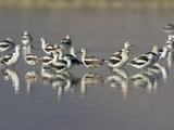 American Avocets (Recurvirostra Americana) Wading in the Water of a Shallow Pond in Alberta