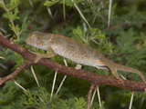 Flap-Necked Chameleon (Chamaeleo Dilepis)  South Africa