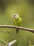 Gray-Cheeked Parakeet (Brotogeris Pyrrhopterus) Perched on a Branch at Buenaventura Lodge