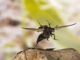 Burying  Sexton  or Carrion Beetle in Flight (Nicrophorus Orbicollis)  Texas  USA