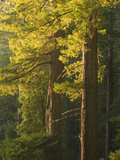 Redwood Forest  Redwood National Park  California  USA (Sequoia Sempervirens)