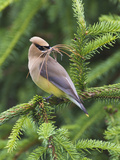 Cedar Waxwing (Bombycilla Cedrorum) with Nest Material in its Mouth  Pennsylvania  USA