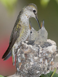 Female Anna's Hummingbird (Calypte Anna) Feeding Her Chicks in their Tiny Nest  Irvine