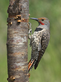 Northern Flicker (Colaptes Auratus) Perched on a Tree Trunk  Victoria  British Columbia  Canada