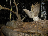 Male Ruffed Grouse (Bonasa Umbellus) Drumming Display