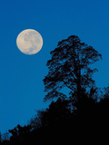 Moon and Tree