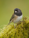 Dark-Eyed Junco (Junco Hyemalis) Perched on a Branch  Victoria  BC  Canada