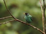 Green Honeycreeper (Chlorophanes Spiza) Perched on a Branch  Milpe Reserve  Ecuador