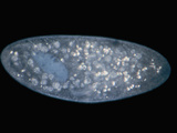 Living Paramecium Caudatum Ciliate Protozoa  Darkfield  LM X80
