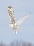 Snowy Owl (Bubo Scandiacus) Hunting for Prey  Ontario  Canada