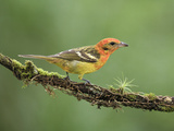 Female Flame-Colored Tanager on a Cloud Forest Branch (Piranga Bidentata)  Costa Rica