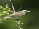 Red-Eyed Vireo (Vireo Olivaceus) Perched on a Branch  Ontario  Canada
