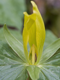 Yellow Trillium (Trilleum Luteum) Great Smoky Mountains Np