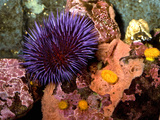 Purple Sea Urchin (Strongylocentrotus Purpuratus)  Seattle Aquarium  Washington