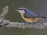A Red-Breasted Nuthatch (Sitta Canadensis) Perches on a Branch  Toronto  Ontario  Canada