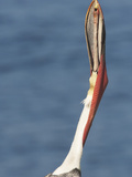 Brown Pelican (Pelecanus Occidentalis) in Full Breeding Colors Performs Head Toss  La Jolla