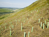 Tree Plantings at the Rspb Reserve at Geltsdale  North Cumbria  United Kingdom