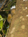 Young Pygmy Marmosets (Callithrix Pygmaea) Climbing on a Tree  Tamshiyacu-Tahuayo Reserve  Peru