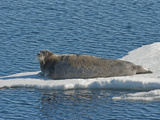 Bearded Seal (Erignathus Barbatus)  Arctic Ocean