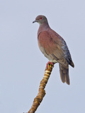 Pale-Vented Pigeon (Columba Cayennensis) Perched on a Branch Near the Napo River