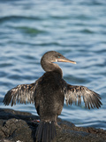 Flightless Cormorant Drying its Wings (Phalacrocorax Harrisi)  Punta Espinosa  Fernandina Island
