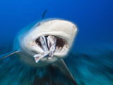 Bull Shark Feeding (Carcharhinus Leucas)  Beqa Lagoon  Viti Levu  Fiji