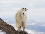 Mountain Goat (Oreamnos Americanus)  Rocky Mountains  North America
