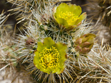Silver Cholla (Cylindropuntia Echinocarpa)  Joshua Tree National Park  California  Mojave Desert