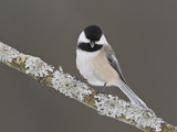 Black-Capped Chickadee (Poecile Atricapillus) Perched on a Branch  Ottawa  Ontario  Canada