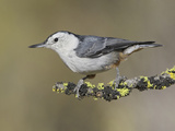 White-Breasted Nuthatch (Sitta Carolinensis) Perched on a Branch in Oregon  USA