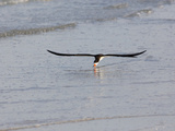 Black Skimmer (Rynchops Niger) Foraging for Fish by Skimming the Water's Surface