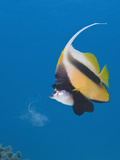 Red Sea Bannerfish (Heniochus Intermedius) Ras Mohammed  Sinai  Red Sea  Egypt