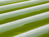Algae Growing System Being Used to Make Ethanol and Biodiesel