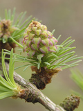 European Larch New Cone and Needles in Spring (Larix Decidua)  Scotland
