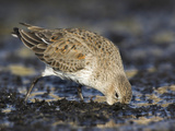 Dunlin (Calidris Alpina) Feeding Along the Shoreline in Victoria  British Columbia  Canada