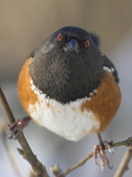 Spotted Towhee (Pipilo Maculatus)  Victoria  British Columbia  Canada