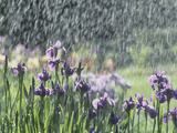 Siberian Iris Garden Flowers in the Rain