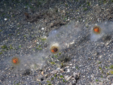 Salps (Salpa)  Lembeh Straits  Indonesia