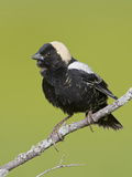 Bobolink (Dolichonyx Oryzivorus) on a Branch  Ontario  Canada