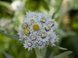 Pearly Everlasting (Anaphalis Margaritacea)  Glacier Bay National Park  Alaska