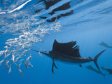 Atlantic Sailfish Hunting Sardines (Istiophorus Albicans)  Isla Mujeres  Yucatan Peninsula Sea